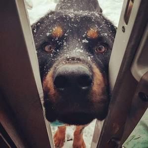 Meet your Posher, Benjamin